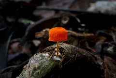 Marasmius ruber