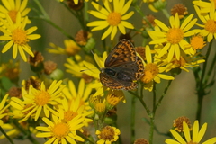 Lycaena tityrus