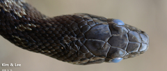 Elaphe schrenckii