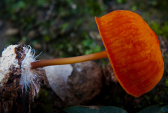 Marasmius ruber