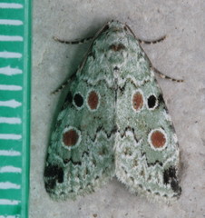 Maliattha concinnimacula