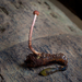 Ophiocordyceps amazonica - Photo (c) Danny Newman, algunos derechos reservados (CC BY-NC-SA), subido por Danny Newman