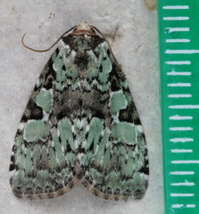 Leuconycta lepidula