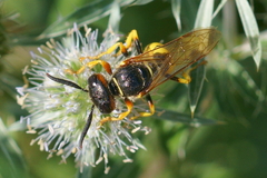 Philanthus triangulum