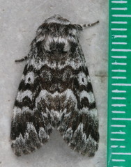 Panthea acronyctoides