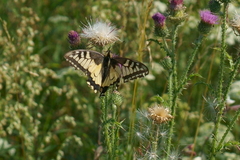 Papilio machaon