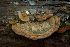 Trametes polyzona