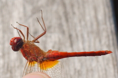 Crocothemis erythraea