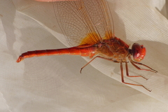 Crocothemis erythraea