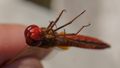 Crocothemis erythraea
