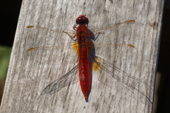 Crocothemis erythraea