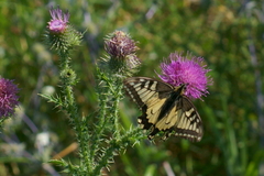 Papilio machaon