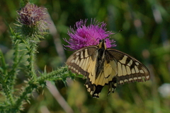 Papilio machaon