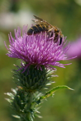 Halictus sexcinctus
