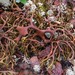 Richardson's Masonhalea Lichen - Photo (c) troy_mcmullin, some rights reserved (CC BY-NC), uploaded by troy_mcmullin