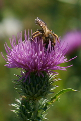 Halictus sexcinctus