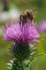 Halictus sexcinctus