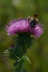 Halictus sexcinctus