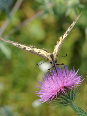 Papilio machaon