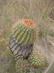 Ferocactus viridescens viridescens