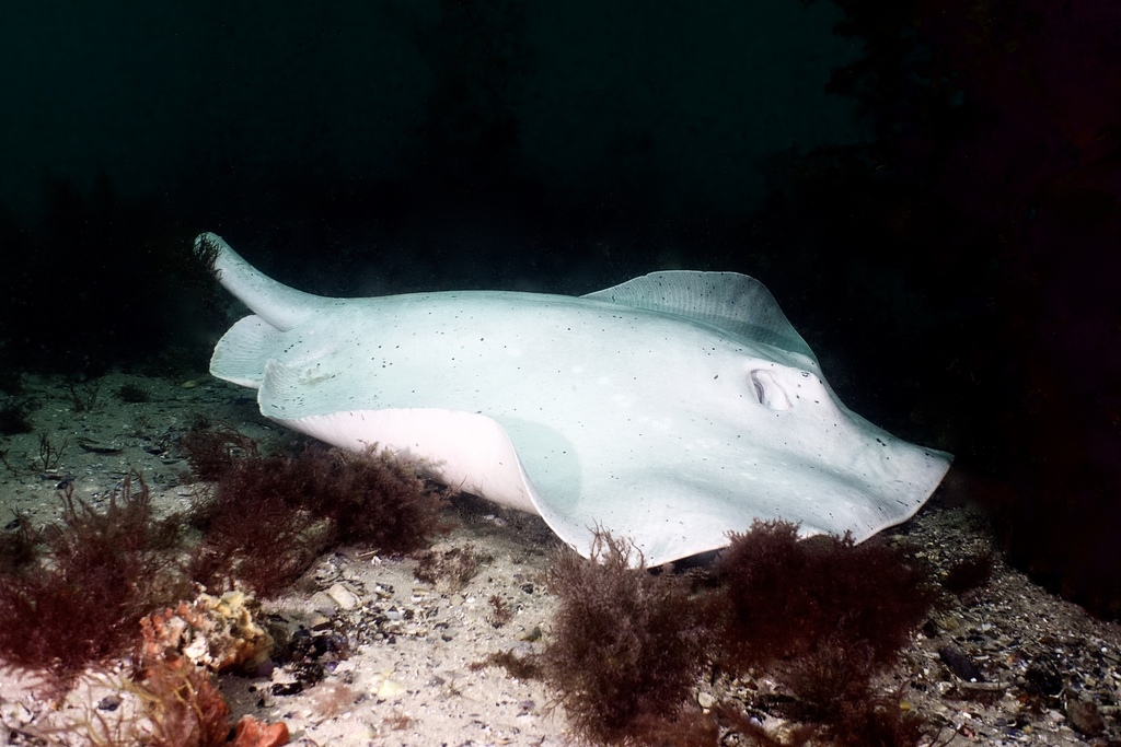 Matsubaras pijlstaartrog (Dasyatis matsubarai) — Dasyatidae