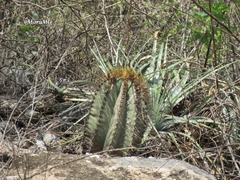 Astrophytum ornatum