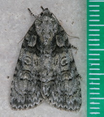 Acronicta increta