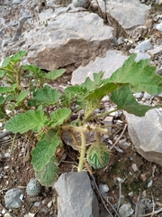Solanum citrinum