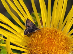 Pyrausta obfuscata