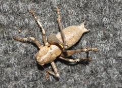 Thyreonotus bidens