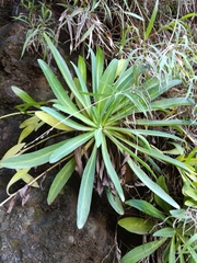 Crepidiastrum lanceolatum