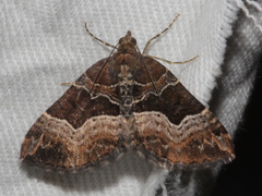 Chrysolarentia lucidulata