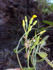 Crepidiastrum lanceolatum