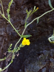 Crepidiastrum lanceolatum