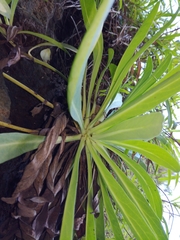 Crepidiastrum lanceolatum
