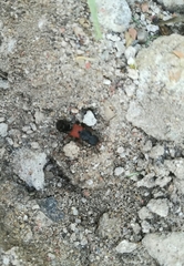 Platydracus stercorarius