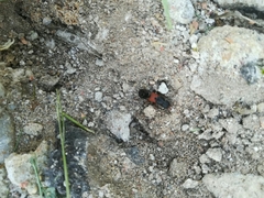 Platydracus stercorarius