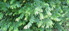 Bridelia tomentosa
