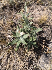 Saussurea salicifolia