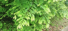 Bridelia tomentosa