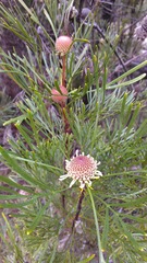Isopogon dawsonii