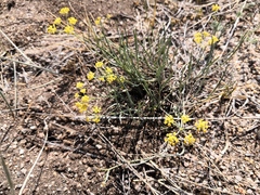 Bupleurum bicaule