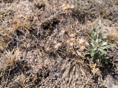 Saussurea salicifolia