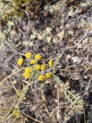 Bupleurum bicaule