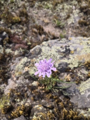 Scabiosa comosa