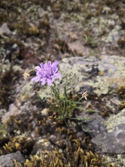 Scabiosa comosa