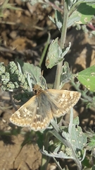 Muschampia proteides