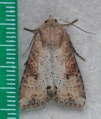 Apamea alia