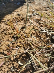 Montinia caryophyllacea