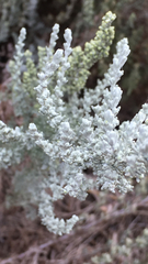 Artemisia caerulescens gallica